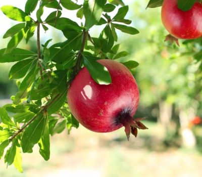 Pomegranate Health Benefits